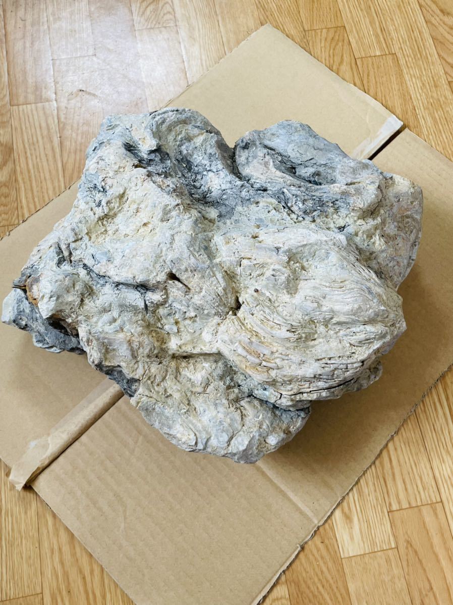 最適な価格 牡蠣　カキ　化石 石 原石　希少 鑑賞石 自然石 化石