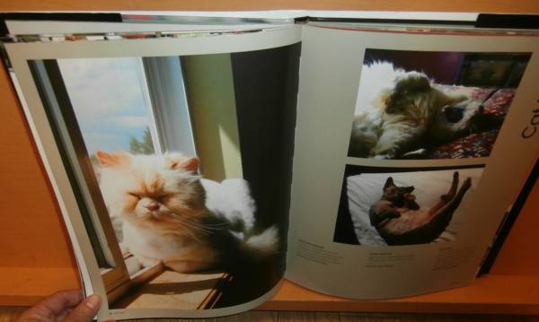  foreign book cat photoalbum Cats 24/7 Extraordinary Photographs of Wonderful Cats. cat / cat / cat /..
