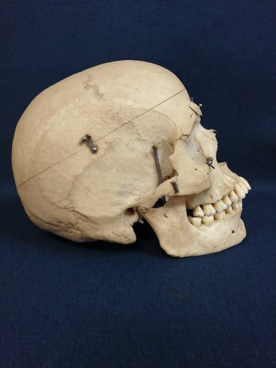 13250円 国内正規品 教育モデル人体解剖学スカルモデル開始点と終了点の記号が付いた解剖学的スカルモデル成人の頭蓋骨解剖学的医療教育モデル 医療モデル