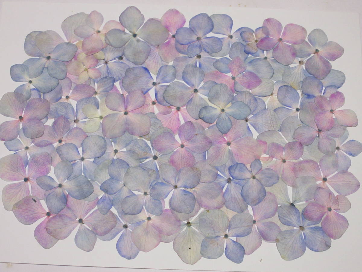 押し花素材 4302 紫陽花 訳ありセール格安 紫陽花 押し花素材 4302 紫陽花 訳ありセール格安 紫陽花