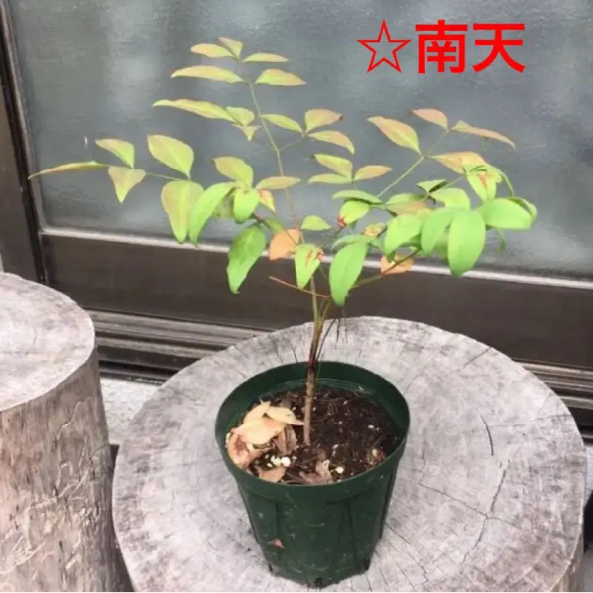 Paypayフリマ 南天 実生苗1ポット分 縁起の良い木 赤い実 Paypayフリマ 南天 実生苗1ポット分 縁起の良い木 赤い実