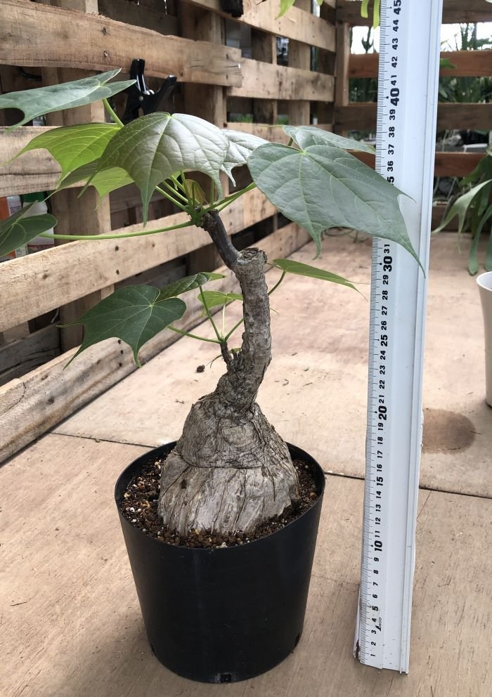 現品】 希少 塊根植物 激レア フィルミアナコロラータ FIRMIANA 現品】 希少 塊根植物 激レア フィルミアナコロラータ FIRMIANA