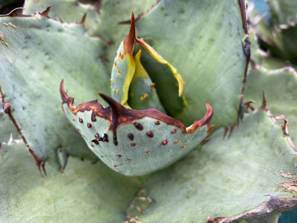 Agave titanota FO 222 PUP アガベ チタノタ www.distribella.com