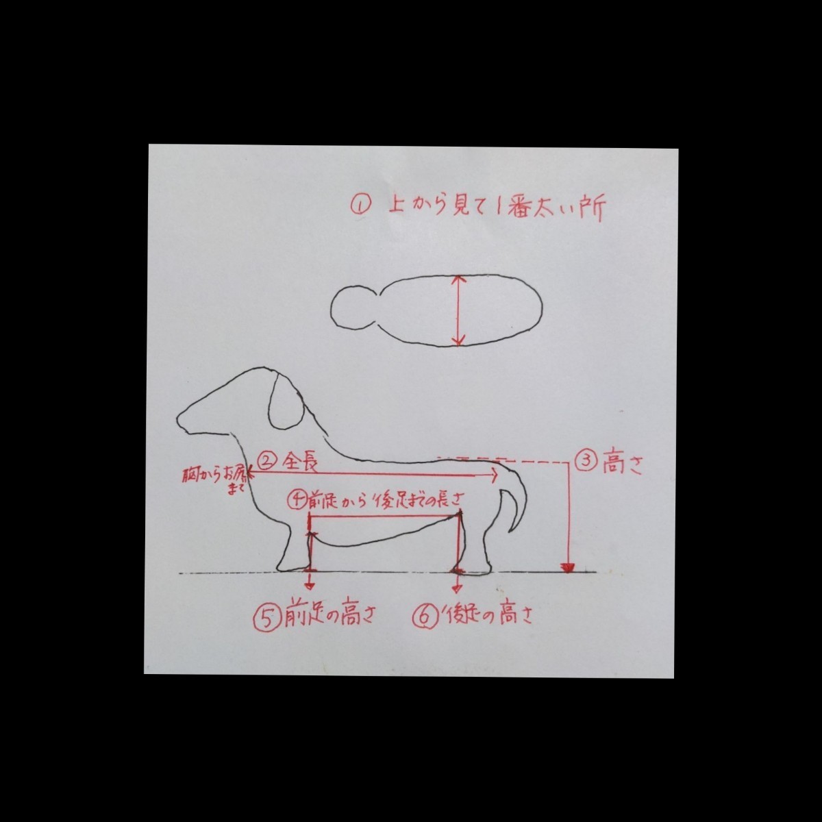 ハイクオリティ M.ピンシャー4輪歩行器 リハビリ 食事補助 犬の歩行器