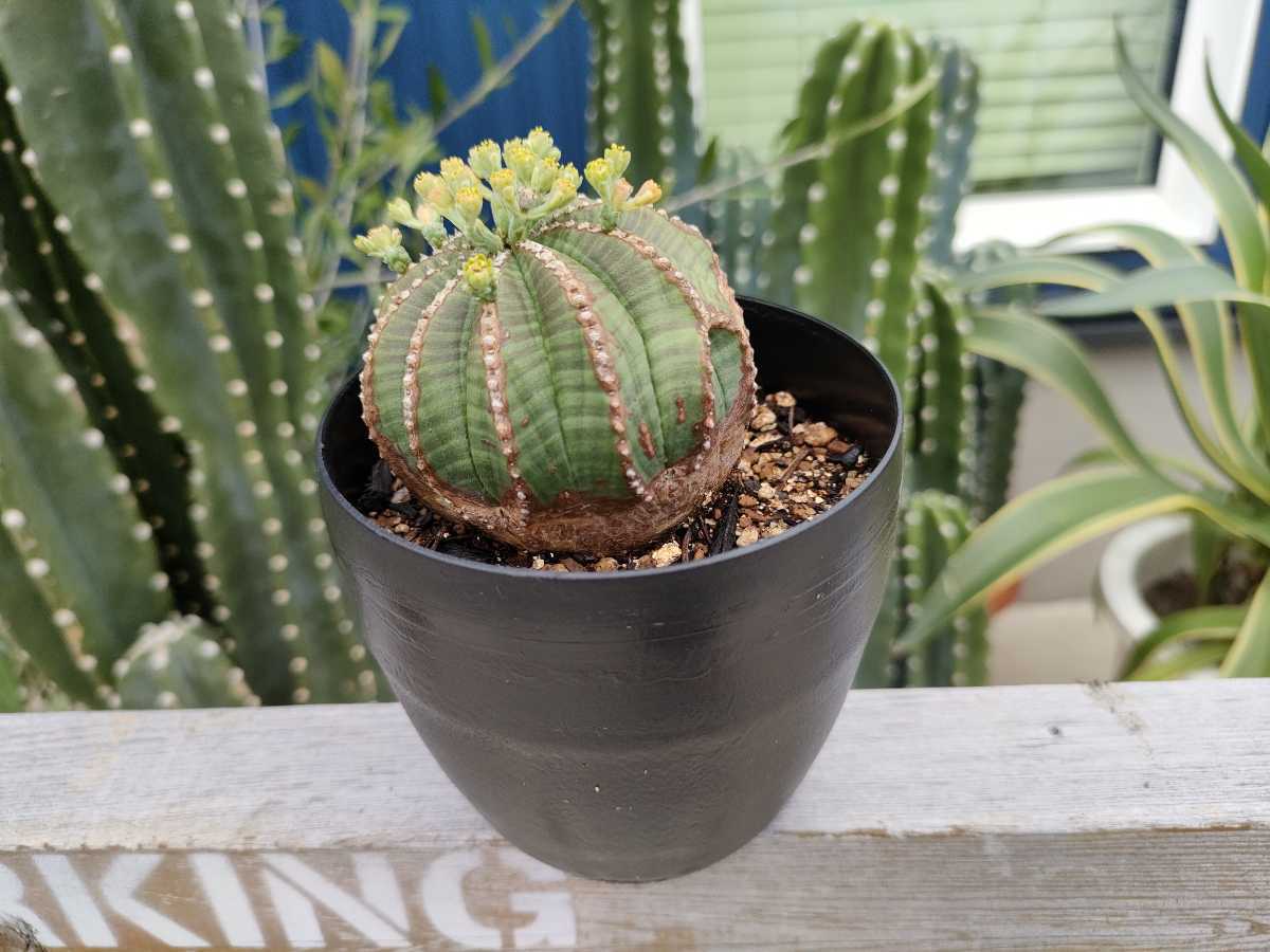 限定セール ユーフォルビア オベサ 3号 発根済 木質化 Euphorbia Obesa 多肉植物 Www iwearparts Com 限定セール ユーフォルビア オベサ 3号 発根済 木質化 Euphorbia Obesa 多肉植物 Www iwearparts Com