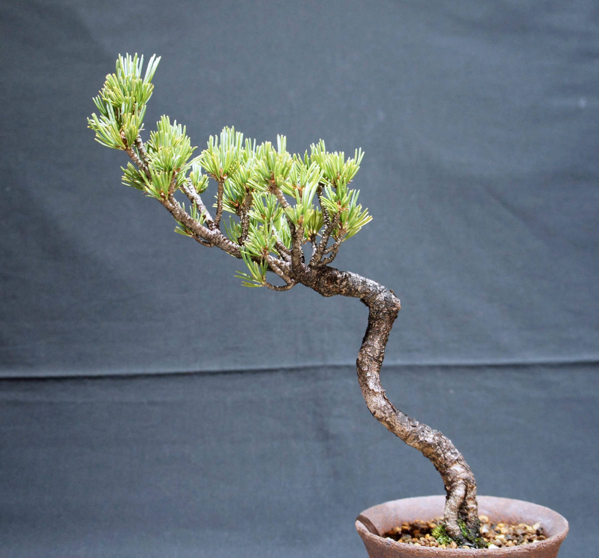 . leaf pine bonsai depth 15cm width 22cm height 31cm