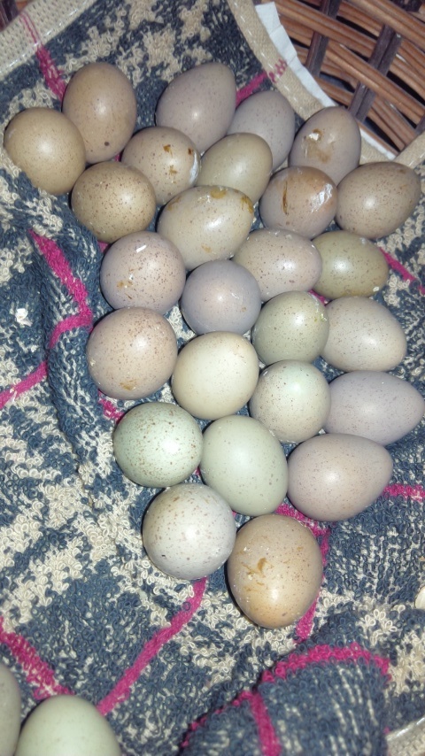 姫鶉２５個の有精卵セット＋産卵あればオマケ_画像1