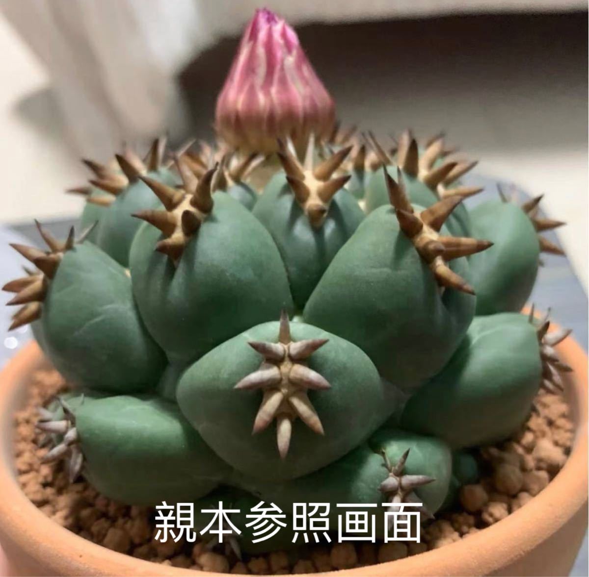 多肉植物 サボテン コリファンタ 短刺象牙丸 子株 サボテン 売買されたオークション情報 Yahooの商品情報をアーカイブ公開 オークファン Aucfan Com 多肉植物 サボテン コリファンタ 短刺象牙丸 子株 サボテン 売買されたオークション情報 Yahooの商品情報をアーカイブ公開 オークファン Aucfan Com