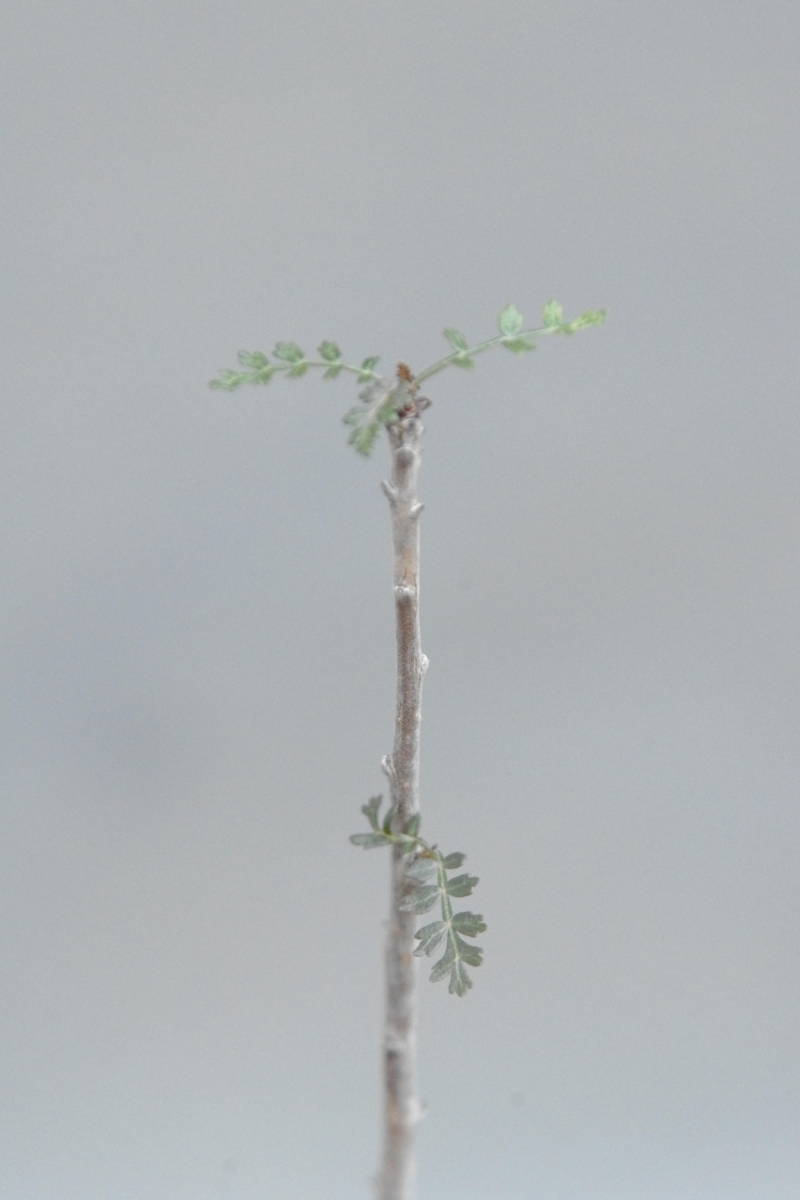ボスウェリア ソコトラナ Boswellia socotrana 実生 観葉植物 ボスウェリア ソコトラナ Boswellia socotrana 実生 観葉植物