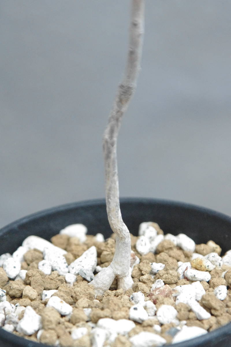 ボスウェリア ソコトラナ Boswellia socotrana 実生 観葉植物 ボスウェリア ソコトラナ Boswellia socotrana 実生 観葉植物