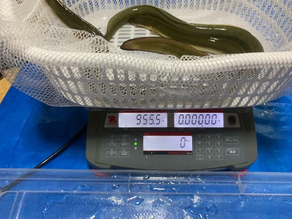 ② 愛知県産 天然 鰻 うなぎ ウナギ ３匹 大２匹 中１匹 1kg弱 2