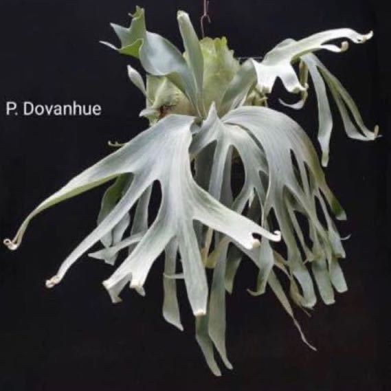 ヤフオク! - P.Dovanhue patra gardenビカクシダ