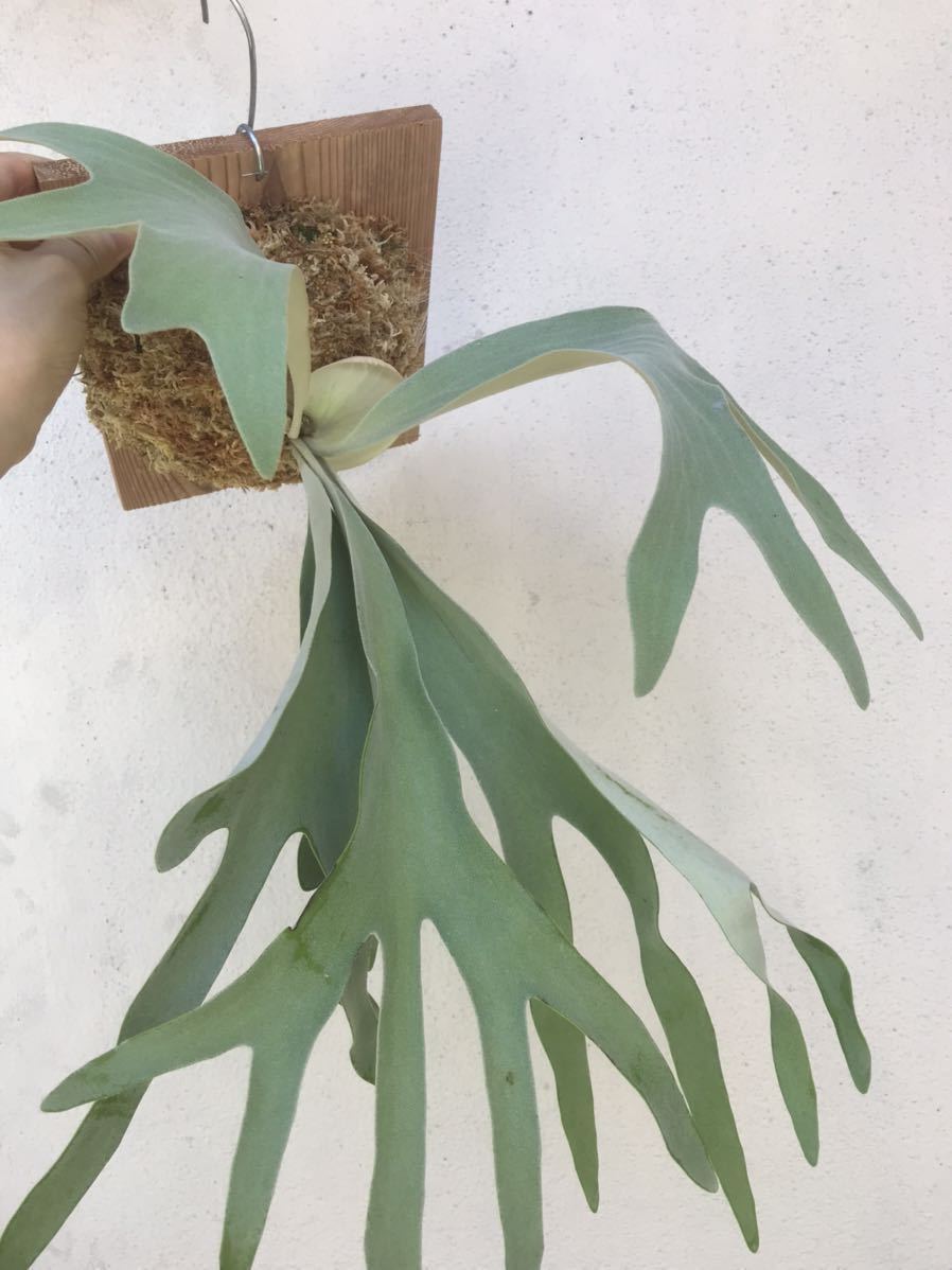 ☆大人気商品☆ P.Dovanhue ドヴァンフュ【Patra collection】 植物