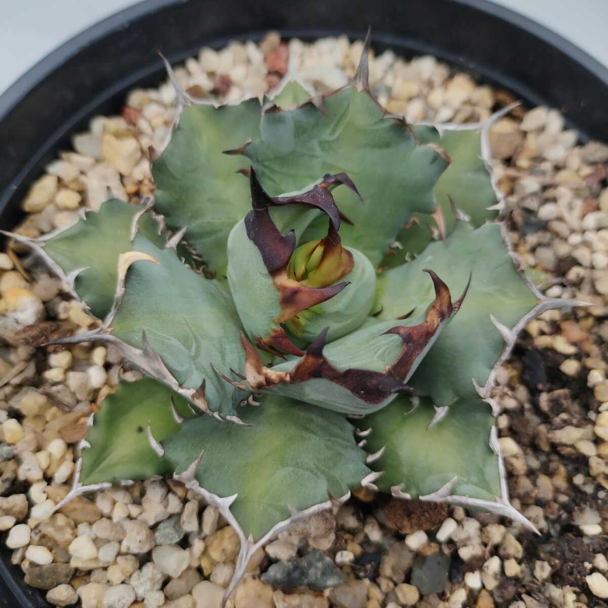 グして ヤフオク! - a17多肉植物アガベ チタノタ 姫厳竜爪 短い葉 強棘 ...