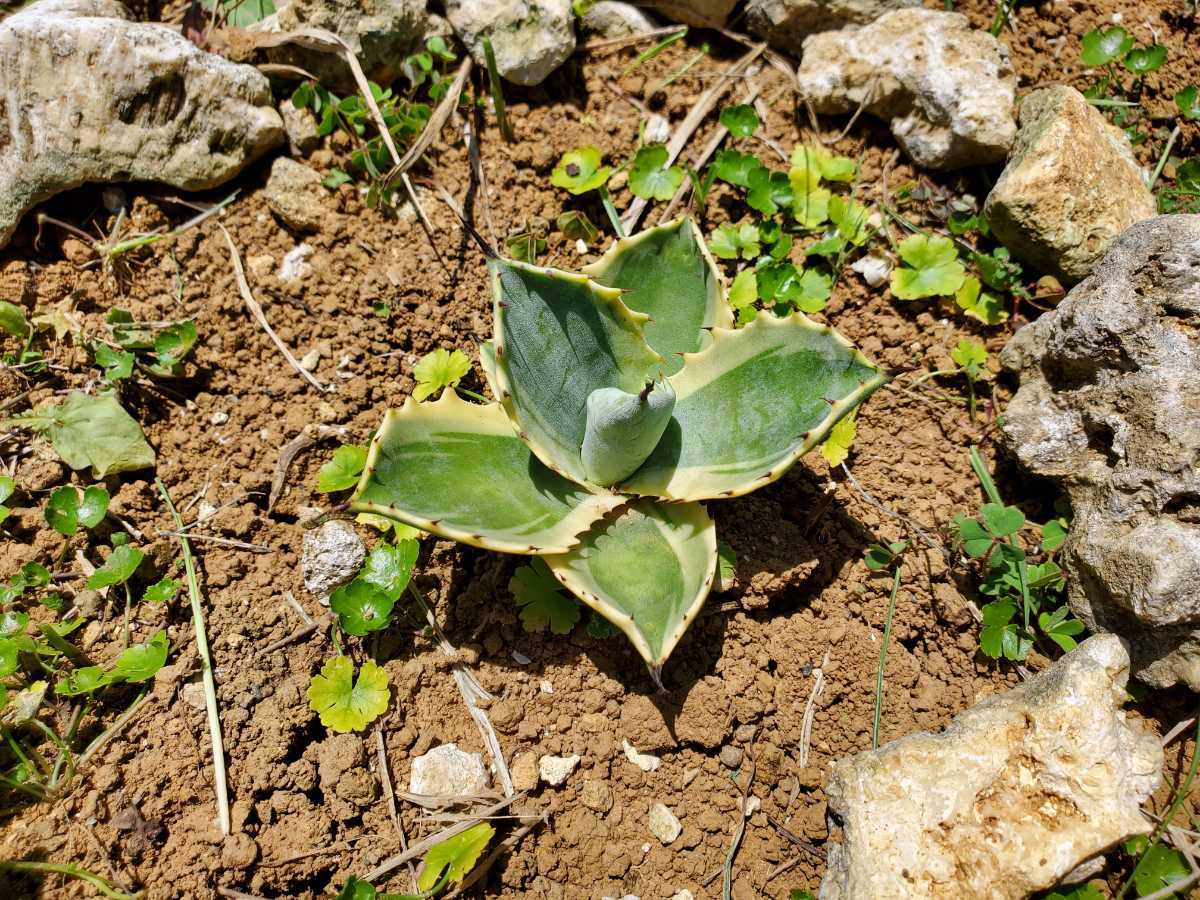 アガベ サルミアナ フェロックス リップルエフェクト Agave 'Ripple