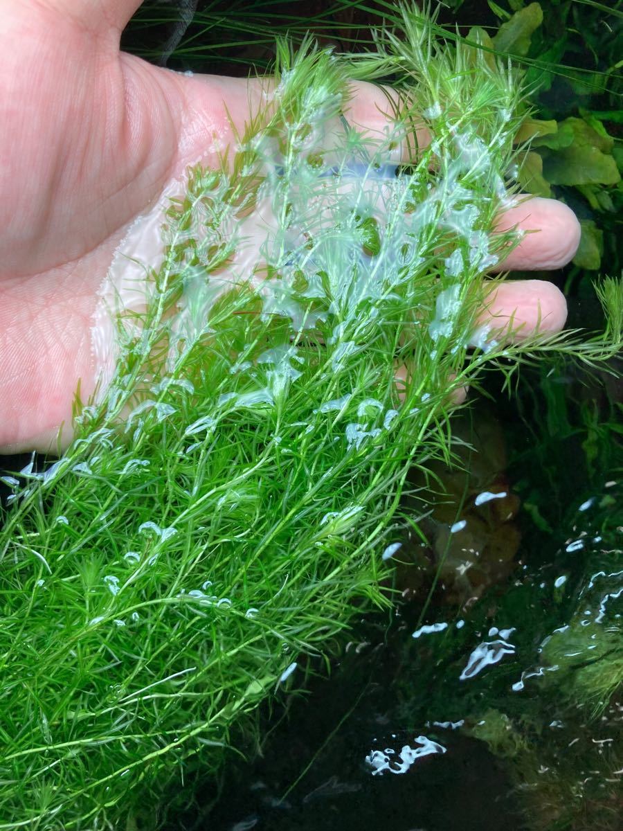 Paypayフリマ 無農薬 極美水草 マヤカ本 水中葉 水草a