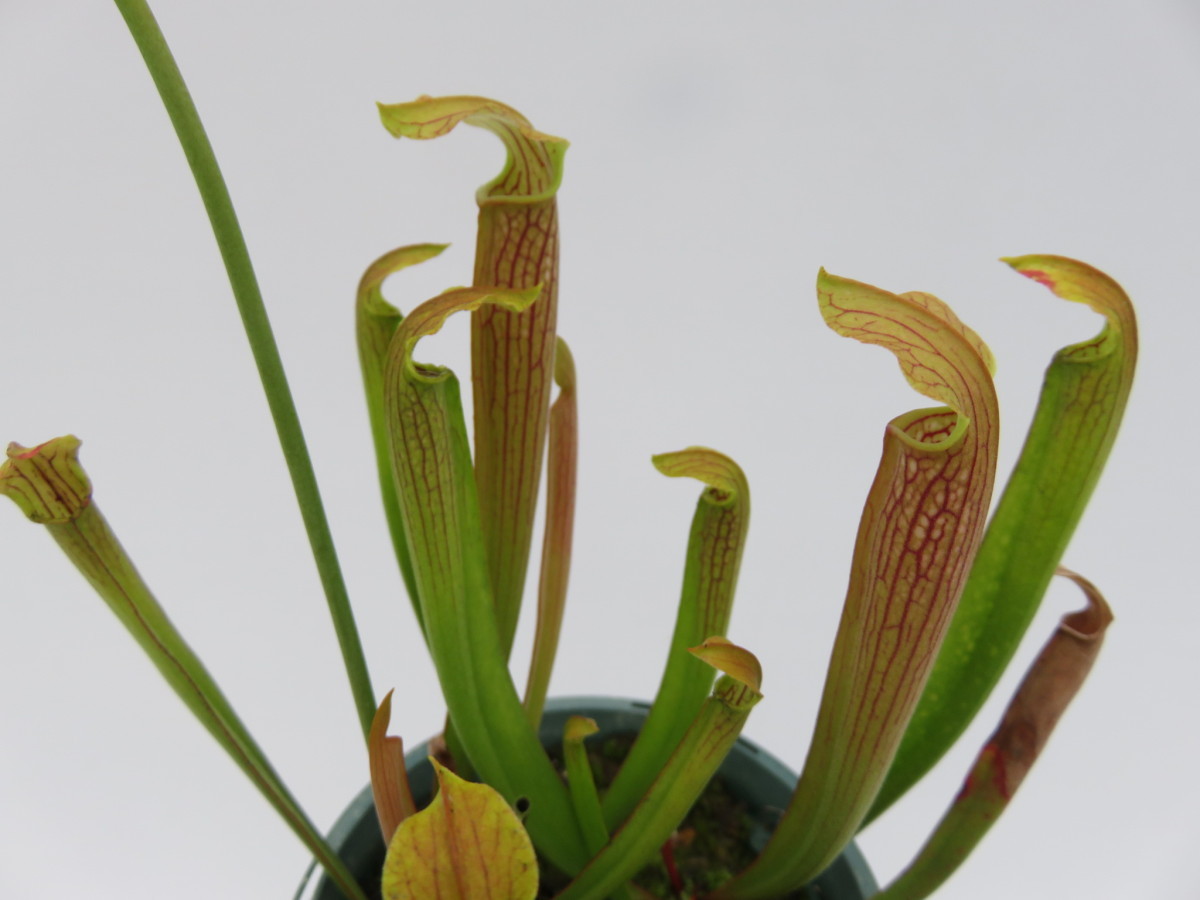 Sarracenia Rubra 2 5または3号 Wherry サラセニア 一正園 食虫植物 21新発 Wherry Sarracenia Rubra 2 5または3号 Wherry サラセニア 一正園 食虫植物 21新発 Wherry