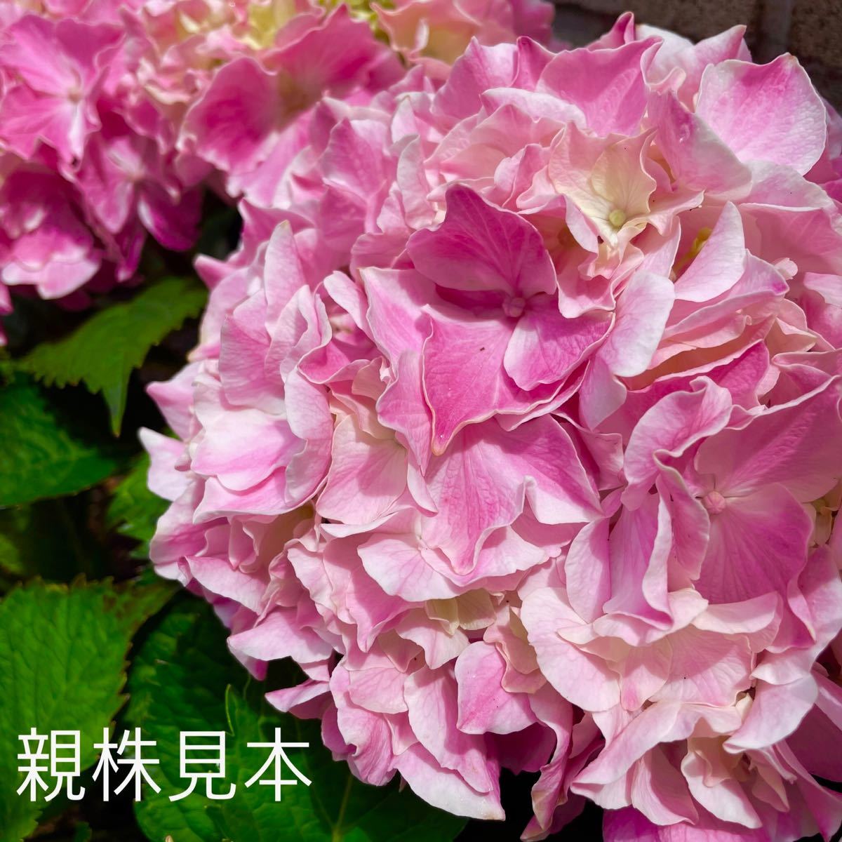 Paypayフリマ あじさい 紫陽花 苗 希少 ピンク 白 アジサイ 紫陽花苗 アジサイ苗 可愛い Paypayフリマ あじさい 紫陽花 苗 希少 ピンク 白 アジサイ 紫陽花苗 アジサイ苗 可愛い