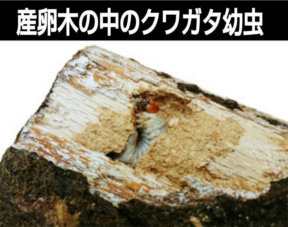  limited sale * sawtooth oak, production egg tree 3ps.@[ large size ]13. cut * length diameter 8~14 centimeter *..... oo stag beetle. production egg .. doing! thickness is . hope receive 