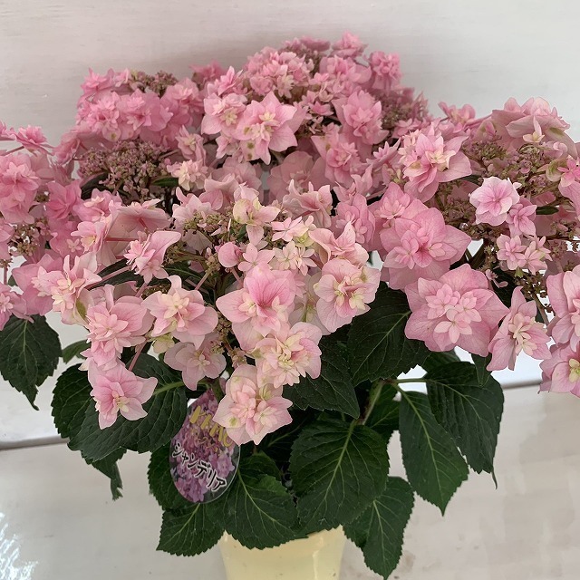 値頃 アジサイ シャンデリア あじさい 紫陽花 5号鉢 鉢植えアジサイ Realcoffeebagco Com 値頃 アジサイ シャンデリア あじさい 紫陽花 5号鉢 鉢植えアジサイ Realcoffeebagco Com
