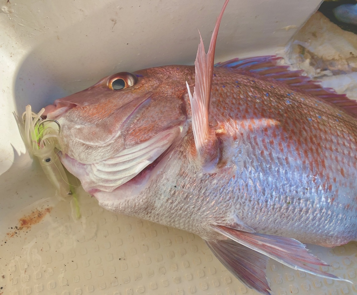 この商品で真鯛釣れました！