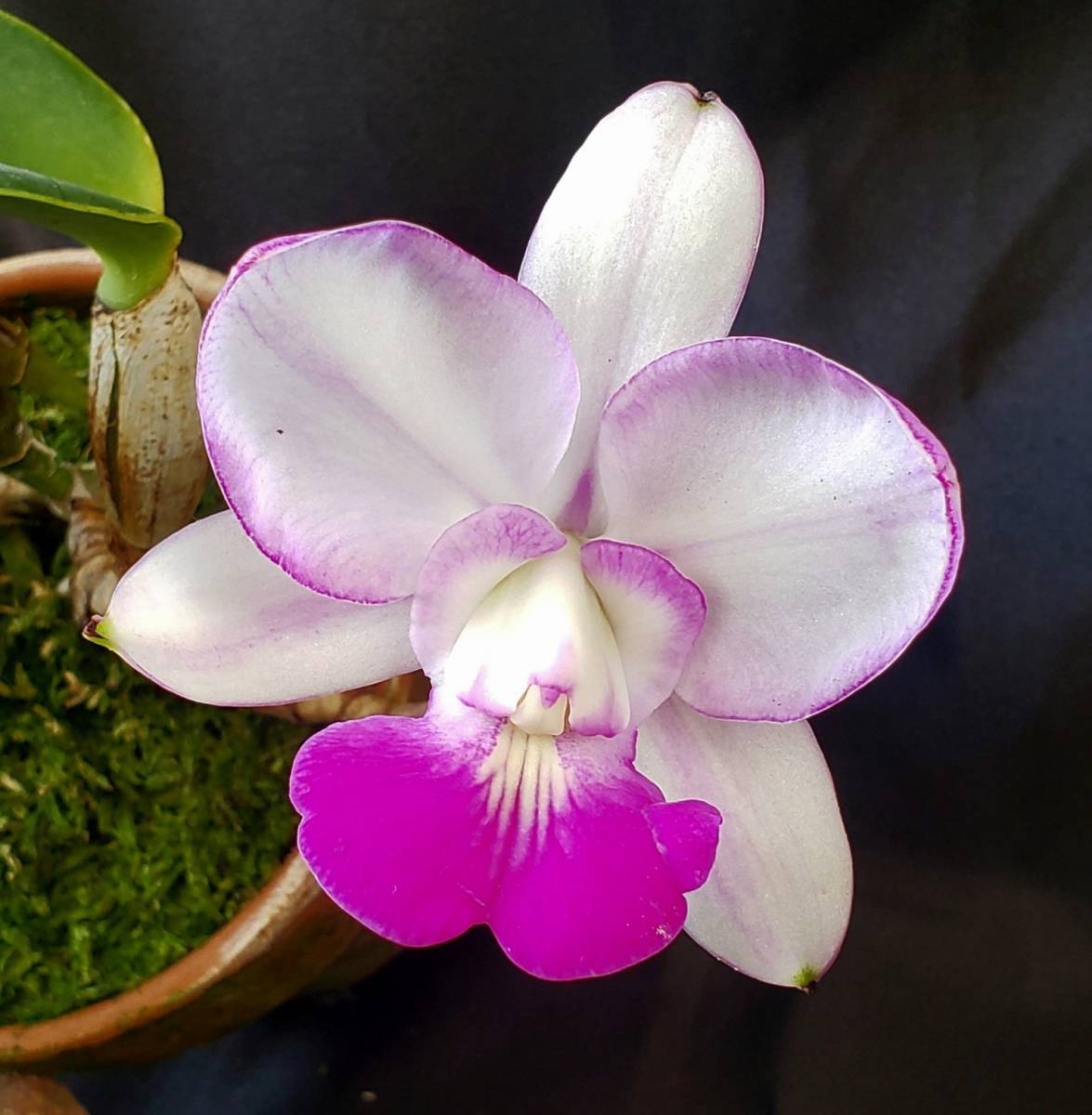 Yahoo!オークション - 【洋蘭原種】 C.walkeriana fma. perola Yahoo!オークション - 【洋蘭原種】 C.walkeriana fma. perola