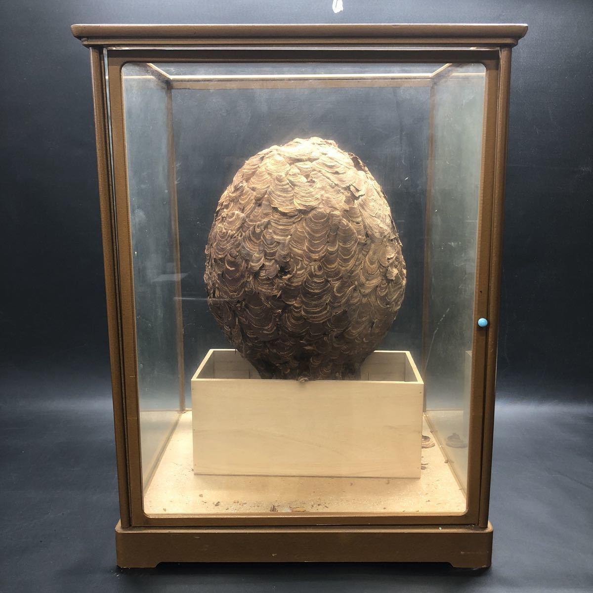 7753 オブジェ 雀蜂の巣 スズメバチ ガラスケース入り... - ヤフオク!
