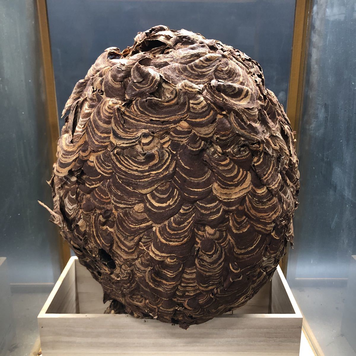 ヤフオク! - 7753 オブジェ 雀蜂の巣 スズメバチ ガラスケース入り...