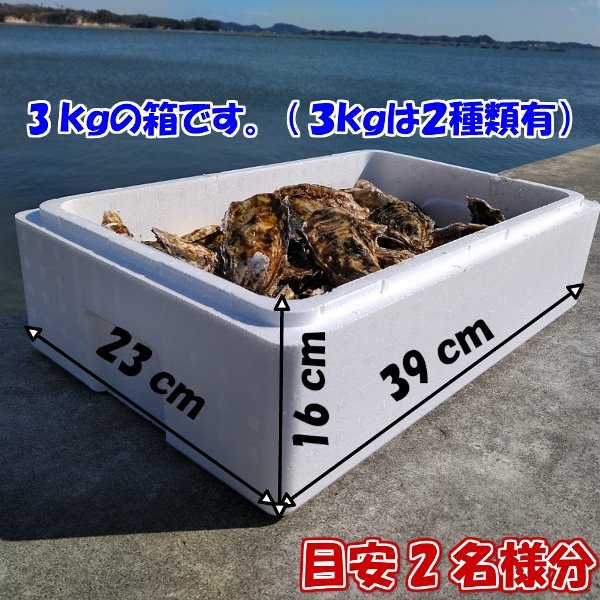 【本当の旬5．6月到来】生食用 殻付き 牡蠣 ２ｋｇ（14~35粒）【一部条件付き要説明確認】牡蠣 殻付き 牡蛎 カキ 加熱出荷時は増量で３ｋｇ_画像6