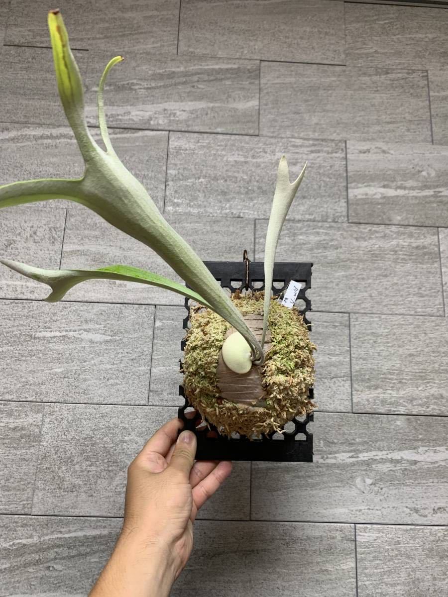 veitchii wild Platycerium ビカクシダ コウモリラン(ビカクシダ、コウモリラン)|売買されたオークション情報、yahooの商品情報をアーカイブ公開 - オークファン(aucfan.com) veitchii wild Platycerium ビカクシダ コウモリラン(ビカクシダ、コウモリラン)|売買されたオークション情報、yahooの商品情報をアーカイブ公開 - オークファン(aucfan.com)