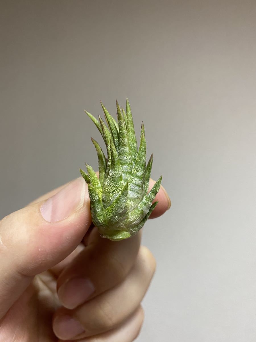 Yahoo!オークション - Tillandsia ionantha 'Mexican