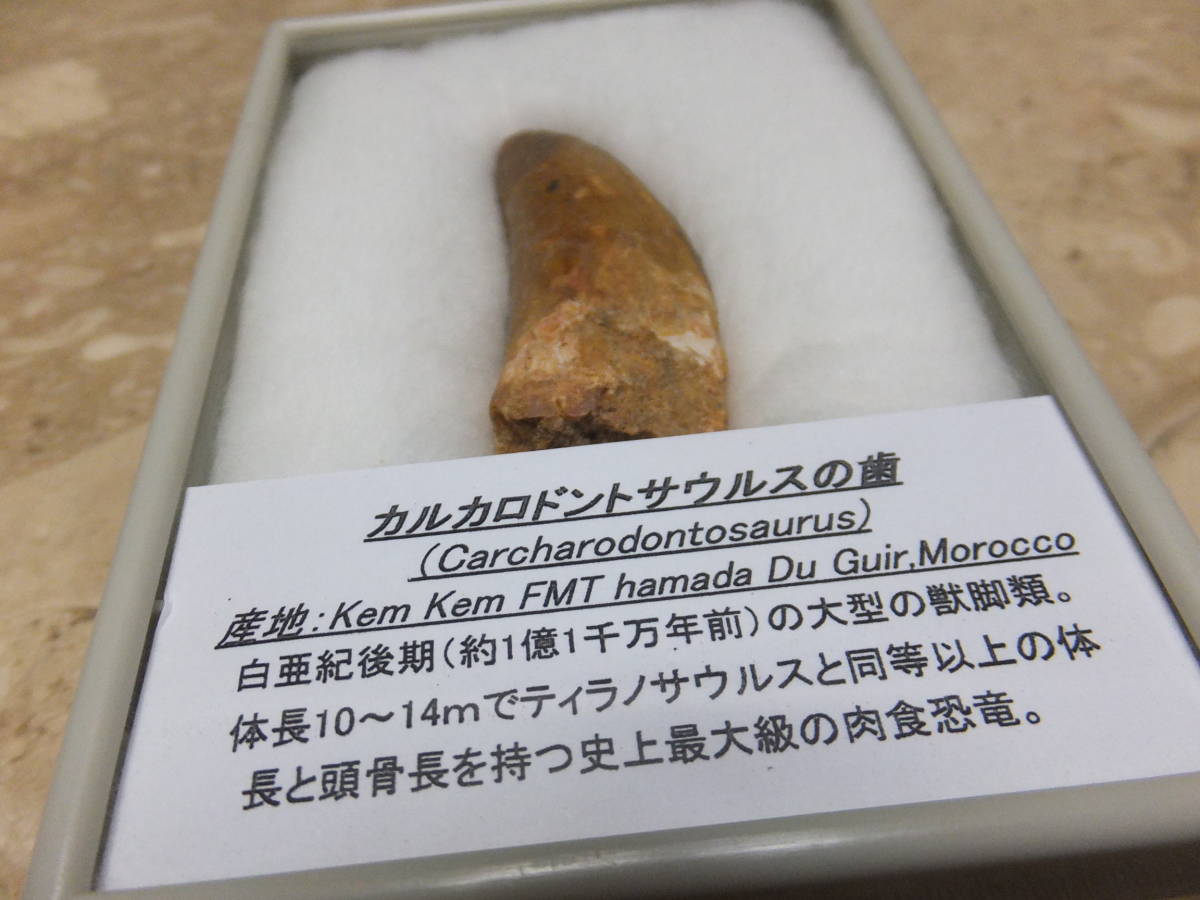 超お買い得 カルカロドントサウルスの歯根付きの歯 恐竜 化石