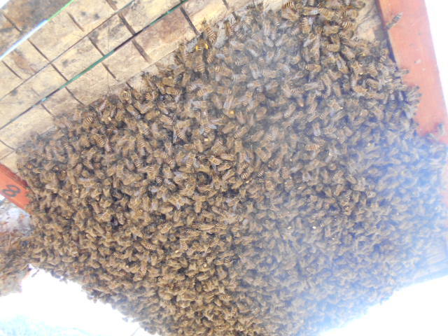 10月蜜の出品（完熟2年物　2本）　　日本蜜蜂　　日本蜂蜜　　　日本みつばち徳島塾_竹で作成の蜂球板