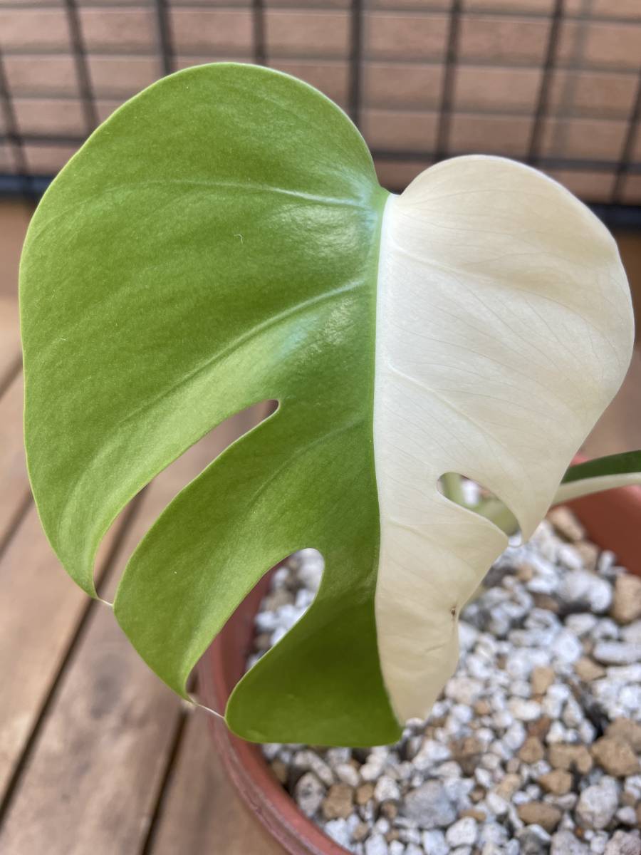 斑入り モンステラ レア 観葉植物 ハーフムーン 斑入り モンステラ レア 観葉植物 ハーフムーン