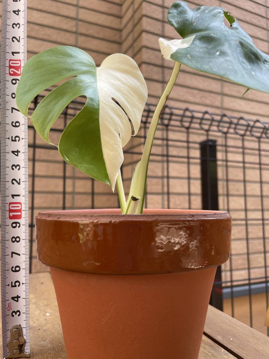 斑入り モンステラ レア 観葉植物 ハーフムーン 斑入り モンステラ レア 観葉植物 ハーフムーン