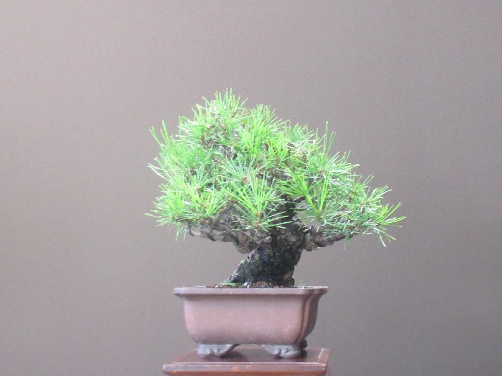 小品盆栽」極古・赤松模様木17cm(8) 小品盆栽」極古・赤松模様木17cm(8)