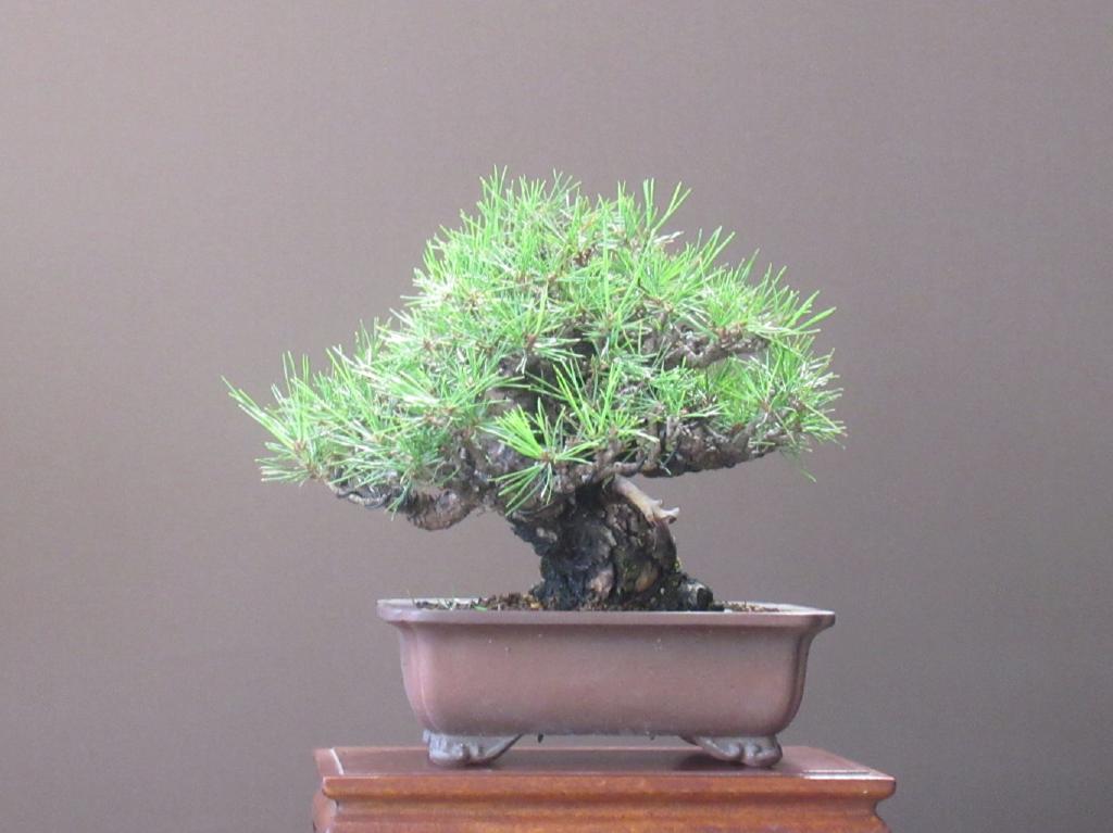 小品盆栽」極古・赤松模様木17cm(8) 小品盆栽」極古・赤松模様木17cm(8)