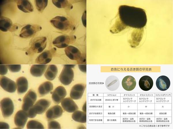  ◆　 特　売　【 タマミジンコの乾燥休眠卵 ( 約300粒=約600匹相当 ) 】 　◆　 G3000_画像6