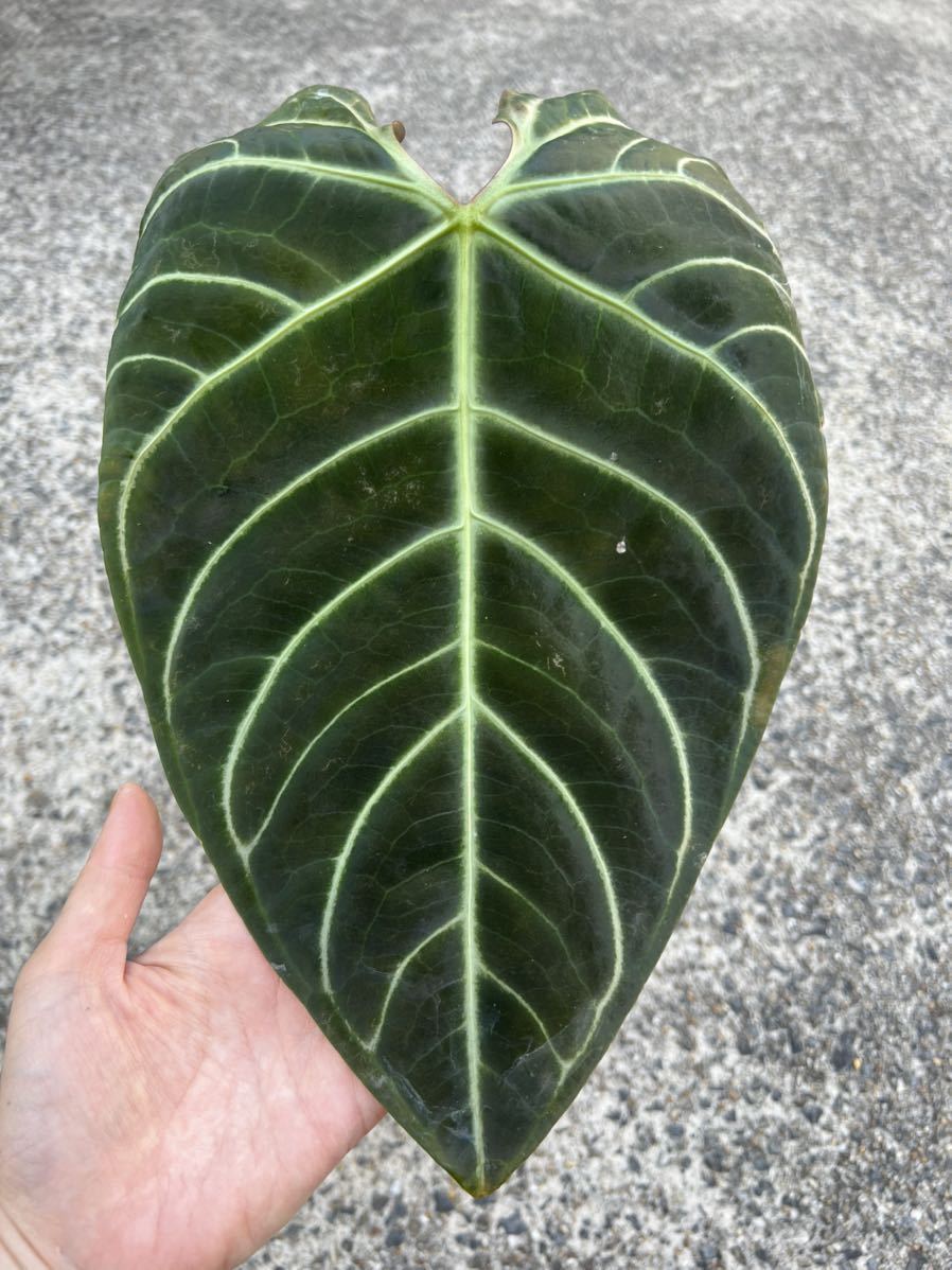 vandaka】美品! Anthurium regale アンスリウム レガレ ペルー便