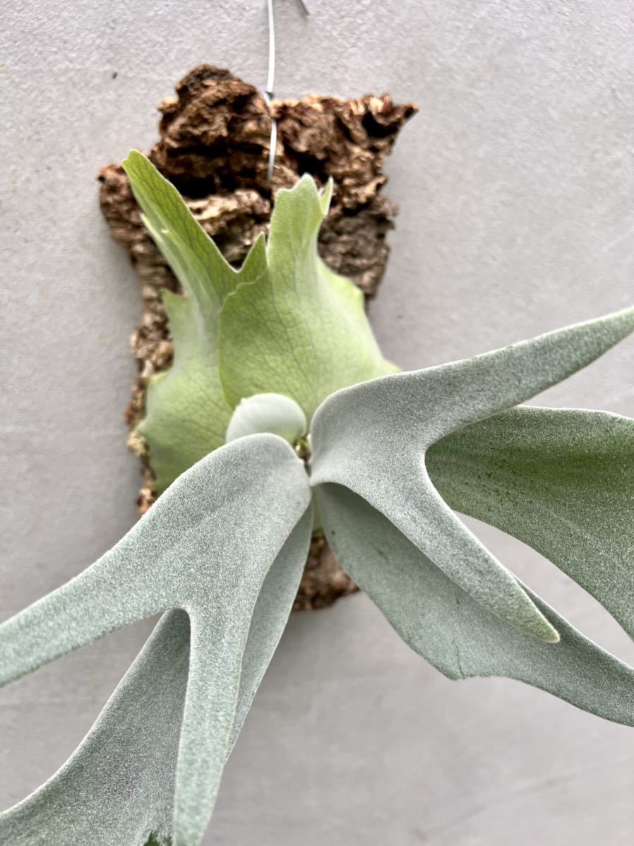 とっておきし新春福袋 ビカクシダ 胞子 P.Fubuki フブキ 植物/観葉植物