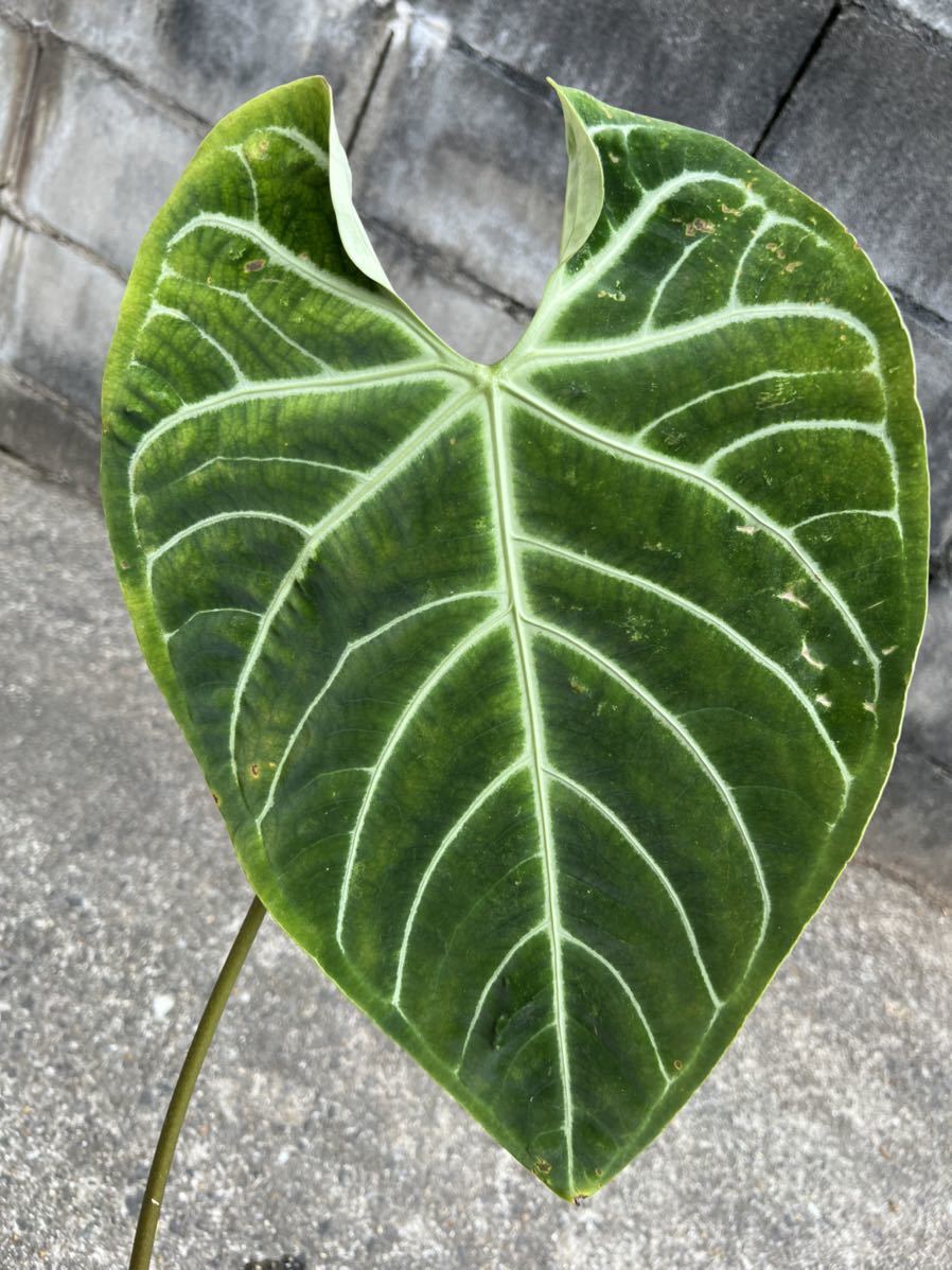vandaka】美品! Anthurium regale アンスリウム レガレ ペルー便