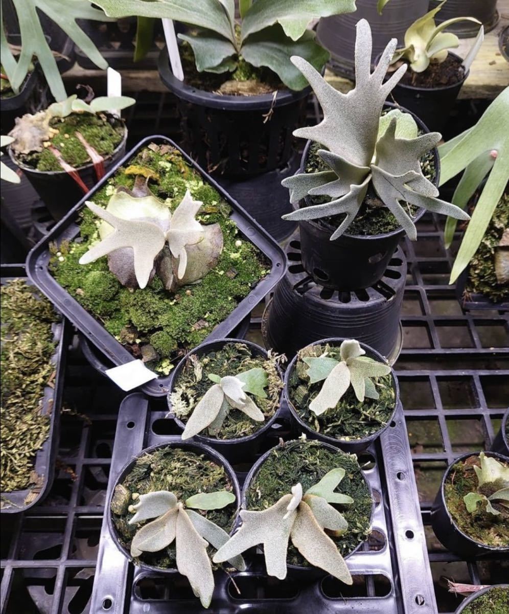 Yahoo!オークション - P. willinckii Nook spore grown Yahoo!オークション - P. willinckii Nook spore grown
