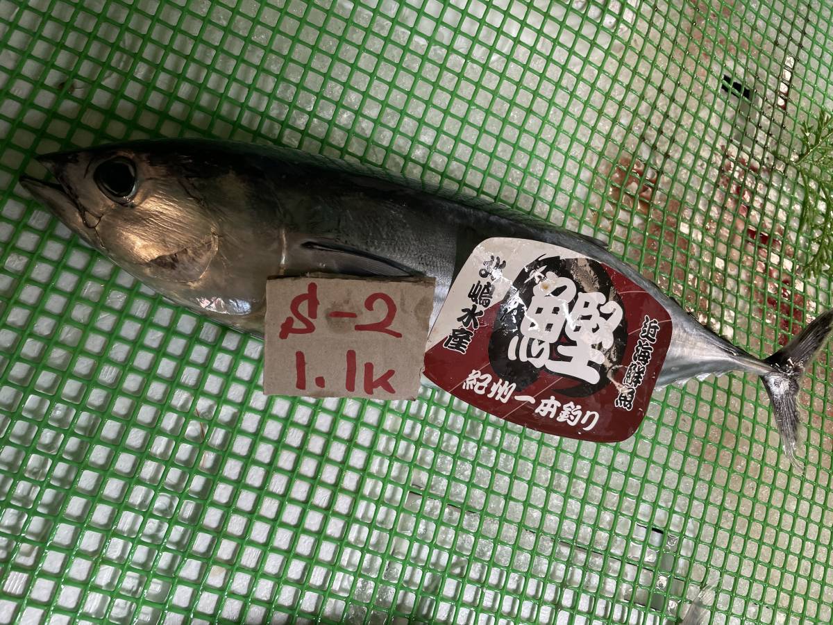【1000円スタート】【和歌山産】　スジカツオ（一本釣り）（約1.1ｋ）冷凍　刺身用　S-2_画像1