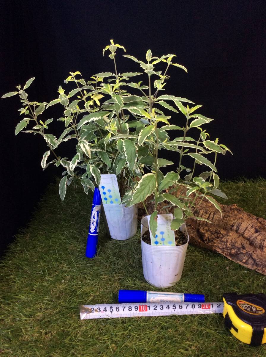 宿根草(耐寒性多年草) カリオプテリス ホワイトサプライズです。クマツヅラ科 です。2鉢あります。まとめて取引きするとお得です。_画像1