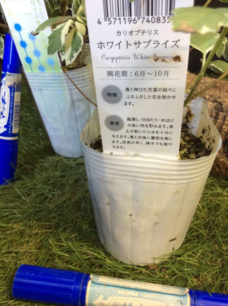 宿根草(耐寒性多年草) カリオプテリス ホワイトサプライズです。クマツヅラ科 です。2鉢あります。まとめて取引きするとお得です。_画像2