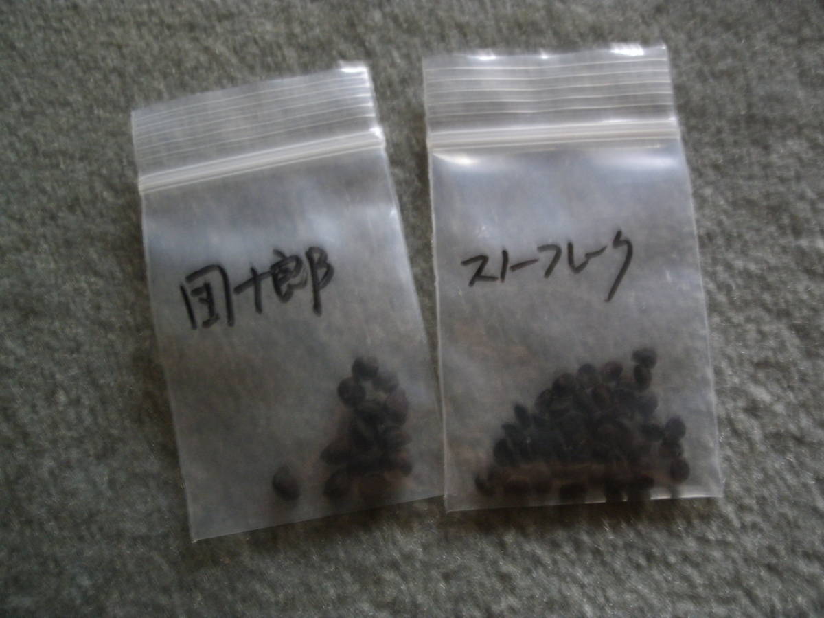 【花の種】ひまわり10粒/あさがお(5粒)(団十郎6粒)(スノーフレーク10粒)_団十郎6粒/スノーフレーク10粒
