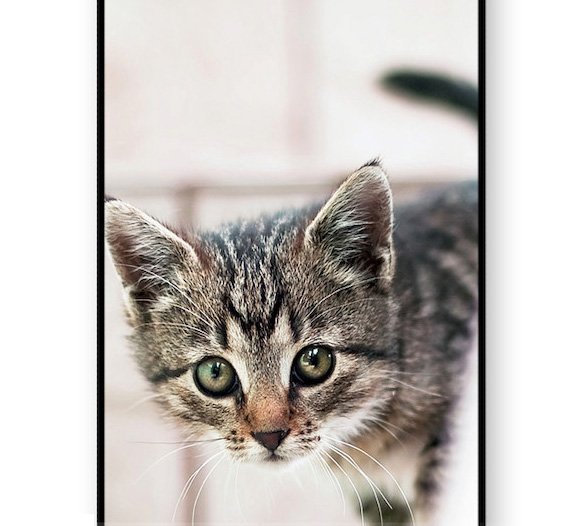 GalaxyS6S6Edge子ネコ 猫 アートケース 保護フィルム付_画像3