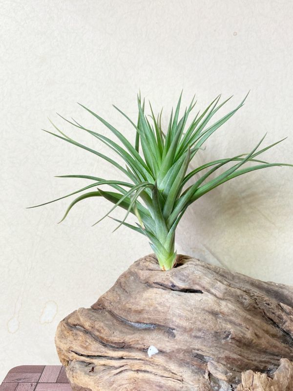 【Frontier Plants】チランジア・ストリクタ・ピンクコーン T. stricta Pink Cone ブロメリア　エアープランツ_画像1