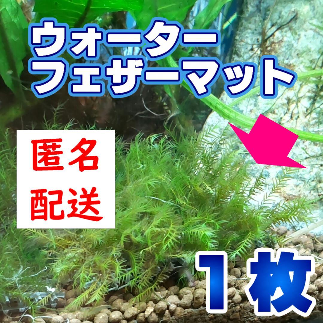 日本最級 水草 無農薬 ウォーターフェザーマット 6cm×4cm 1枚 www.bahan.