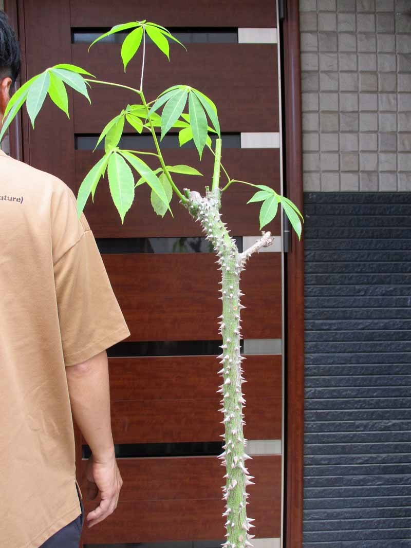 現品】トックリキワタ(徳利木綿)「南米ざくら」(パラボラッチョ)10